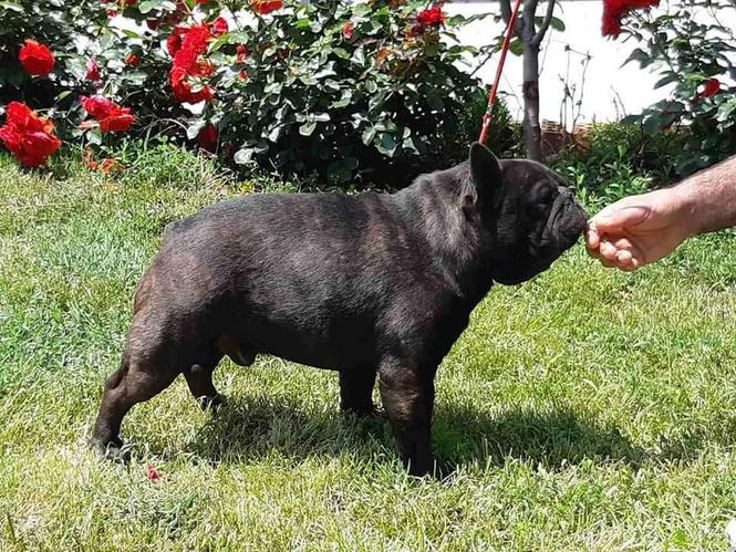 Francuski buldog parenje