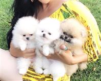 Pomeranian Puppies/  whatsapp +359882981794