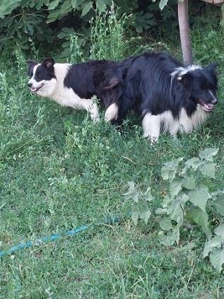 Border-koli-collie-štenci