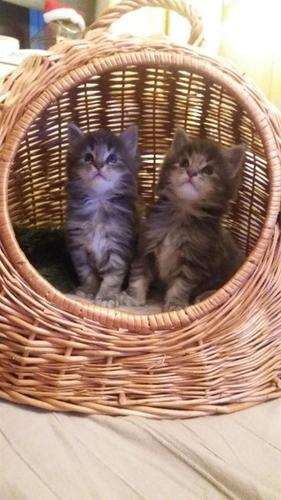 Maine Coon Kitten