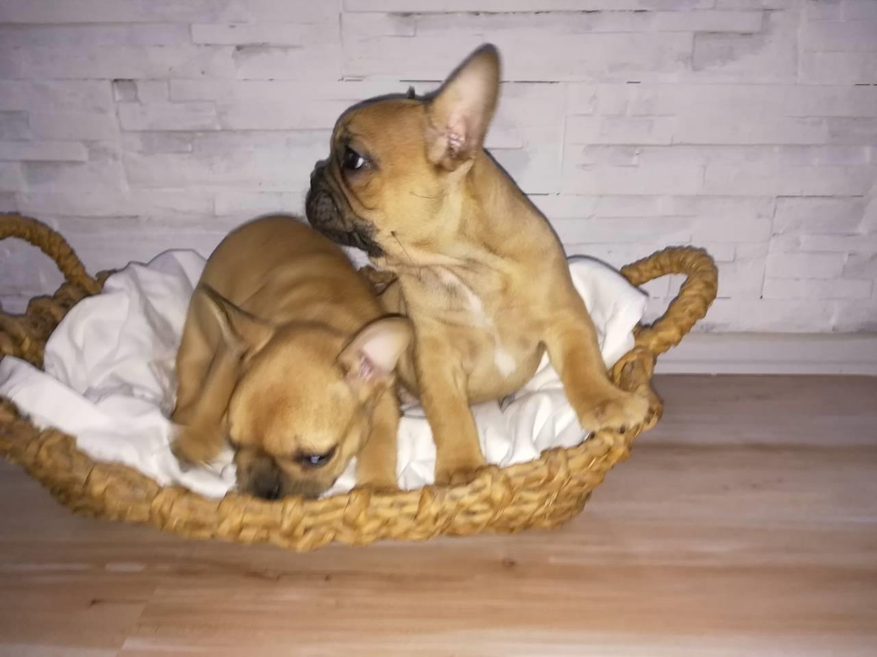Francuski-buldog-stenci