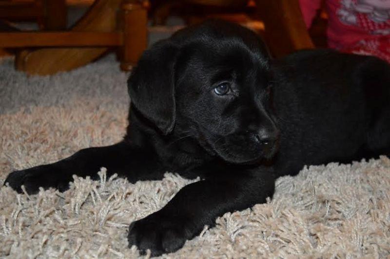 Labrador-retriver-stenci-
