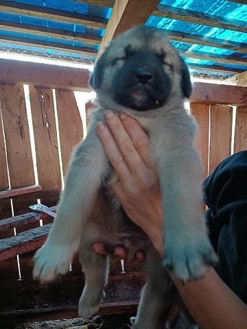 Kangal, štenci