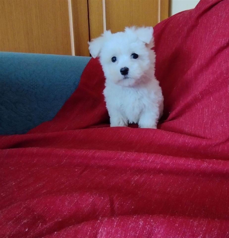 Maltezer-mini