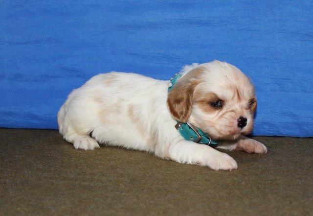 Mops-i-Cavalier-K-C--Spaniel--stenci