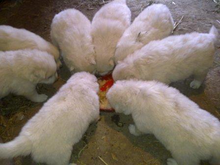 Samojed-muško-štene