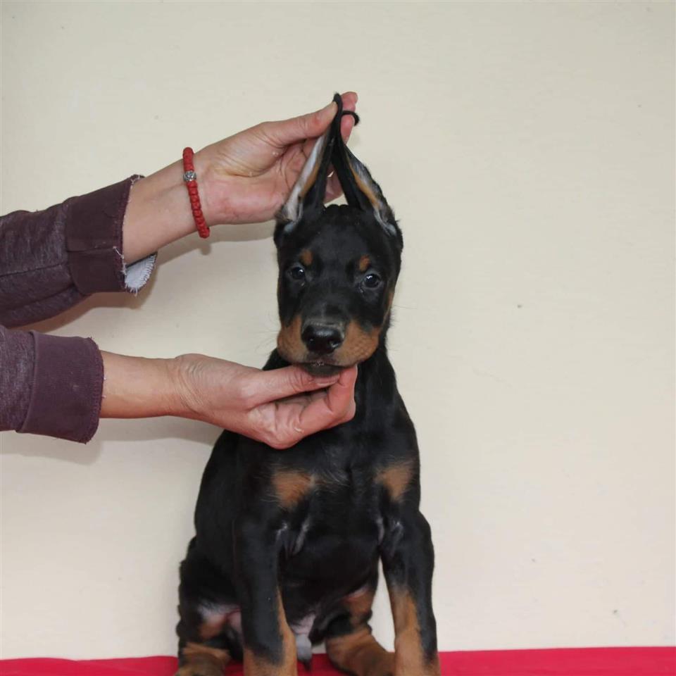 Doberman-štenci