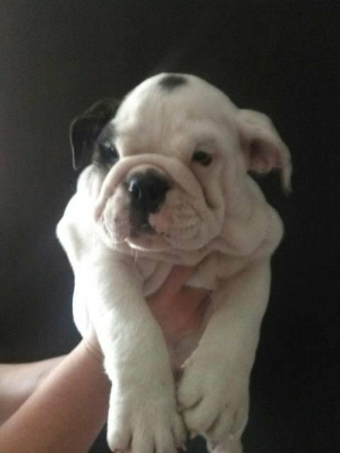Engleski-buldog--štenci