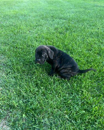 Cane-Corso-štenci
