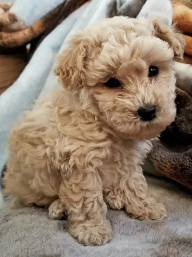 Maltipoo-i-Čivava