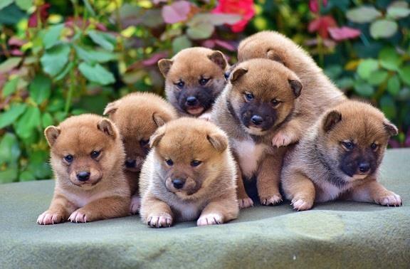 Shiba-Inu-stenci