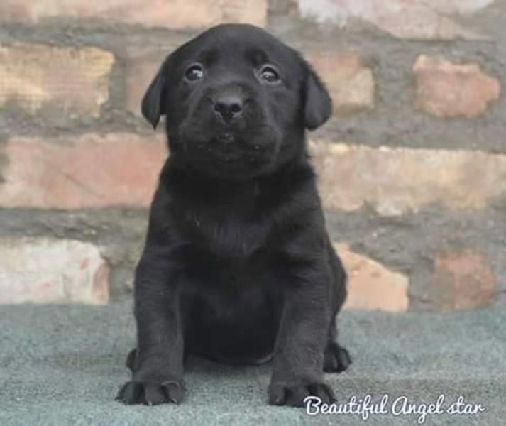 Labrador-štenci
