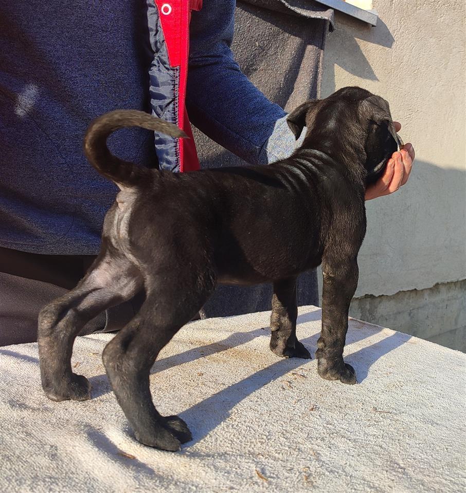 Cane-Corso