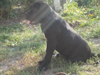 Cane-corso-stenci