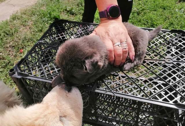 Čau-Čau--Chow-Chow--štenad