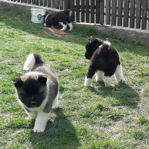 Američka-Akita--štenci