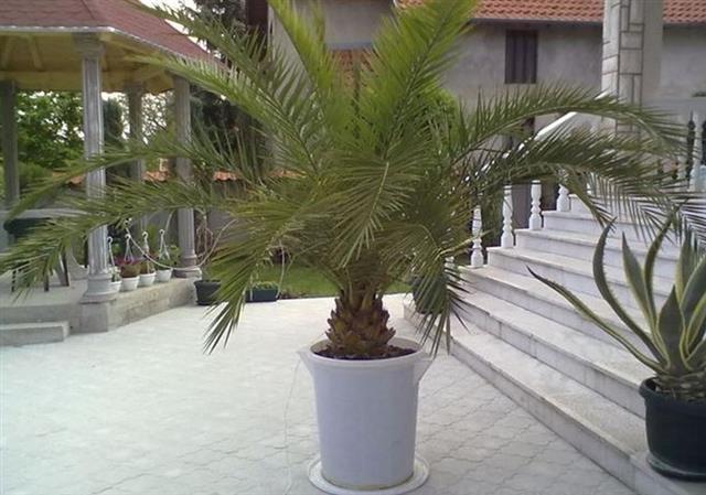 Lepe velike palme