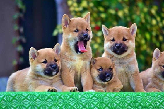 Shiba-Inu-