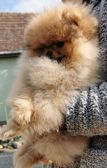 Pomeranac
