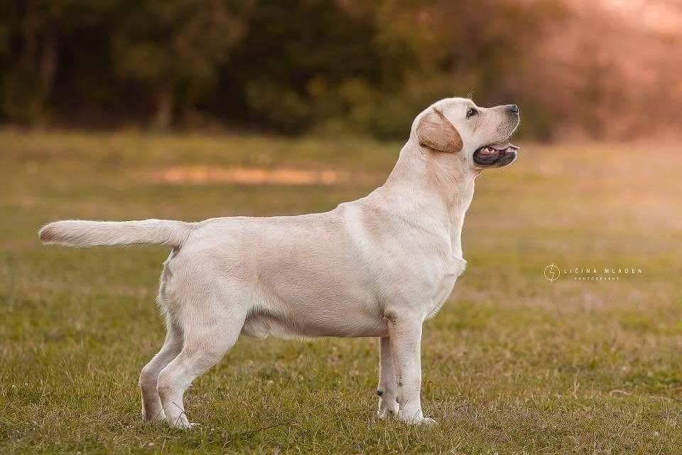 Labrador-retriver-štenci-