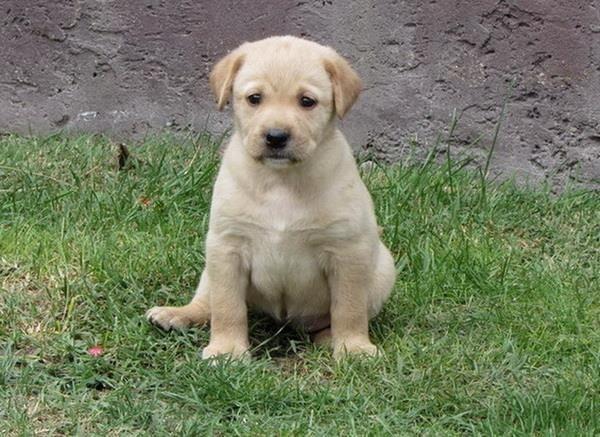 Stenad labrador retrivera