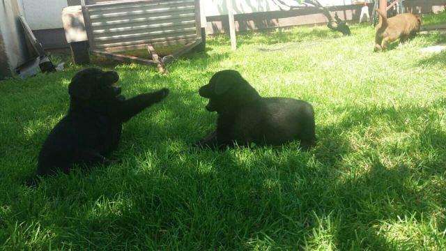 Labrador-retriver--stenci