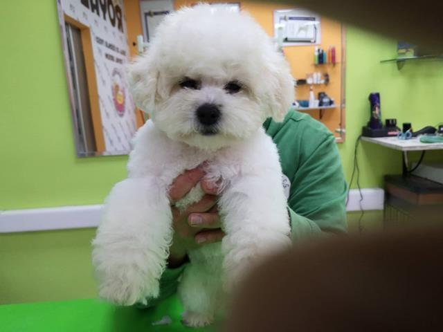 Bichon-Frise-