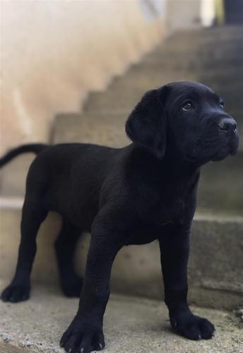 Cane Corso 