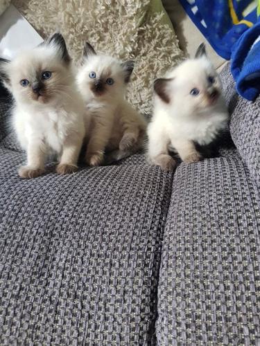 Ragdoll Kittens