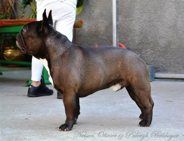 Francuski-buldog-stenci