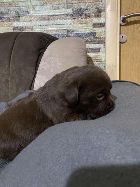 Labrador-retriver-štenci