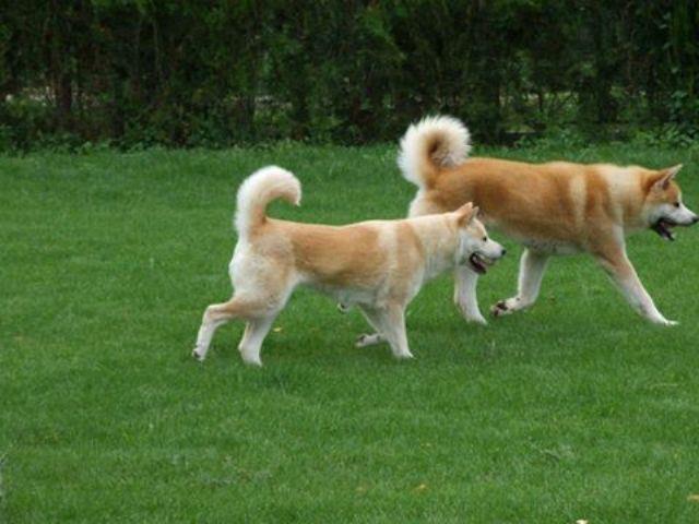 Akita-Inu-stenci