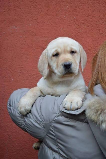 Labrador-retriver-stenci-