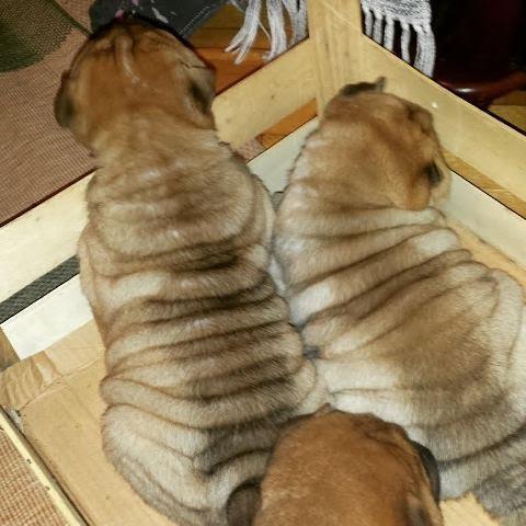 Shar-Pei-stenci