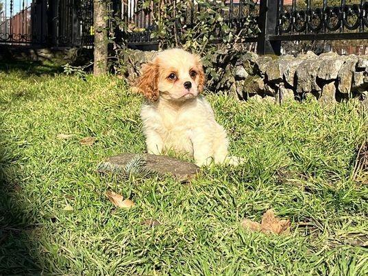 Cavalier-king-Charles-spaniel-
