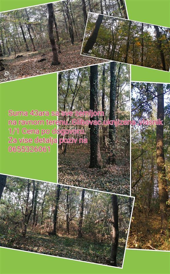 Suma-forest