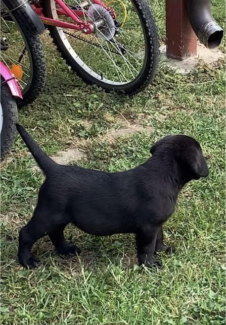 Vrhunski-štenci---Labrador-Retriver