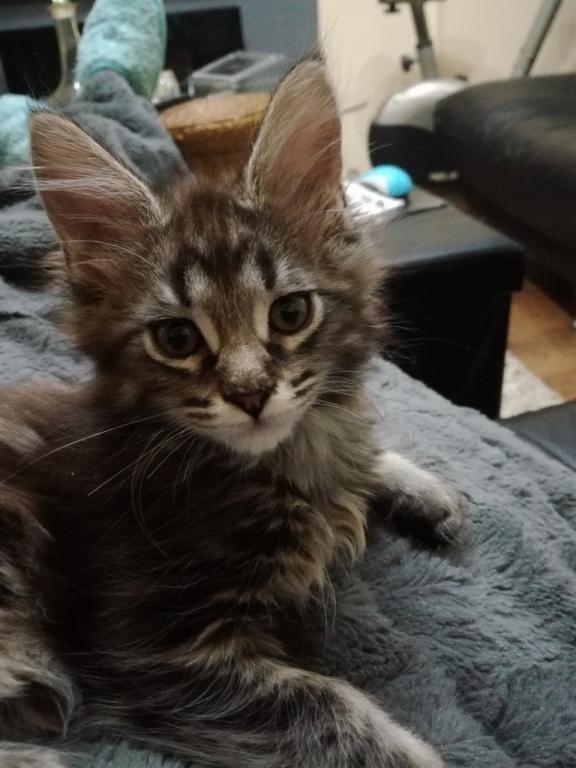 Main-coon-mačići-