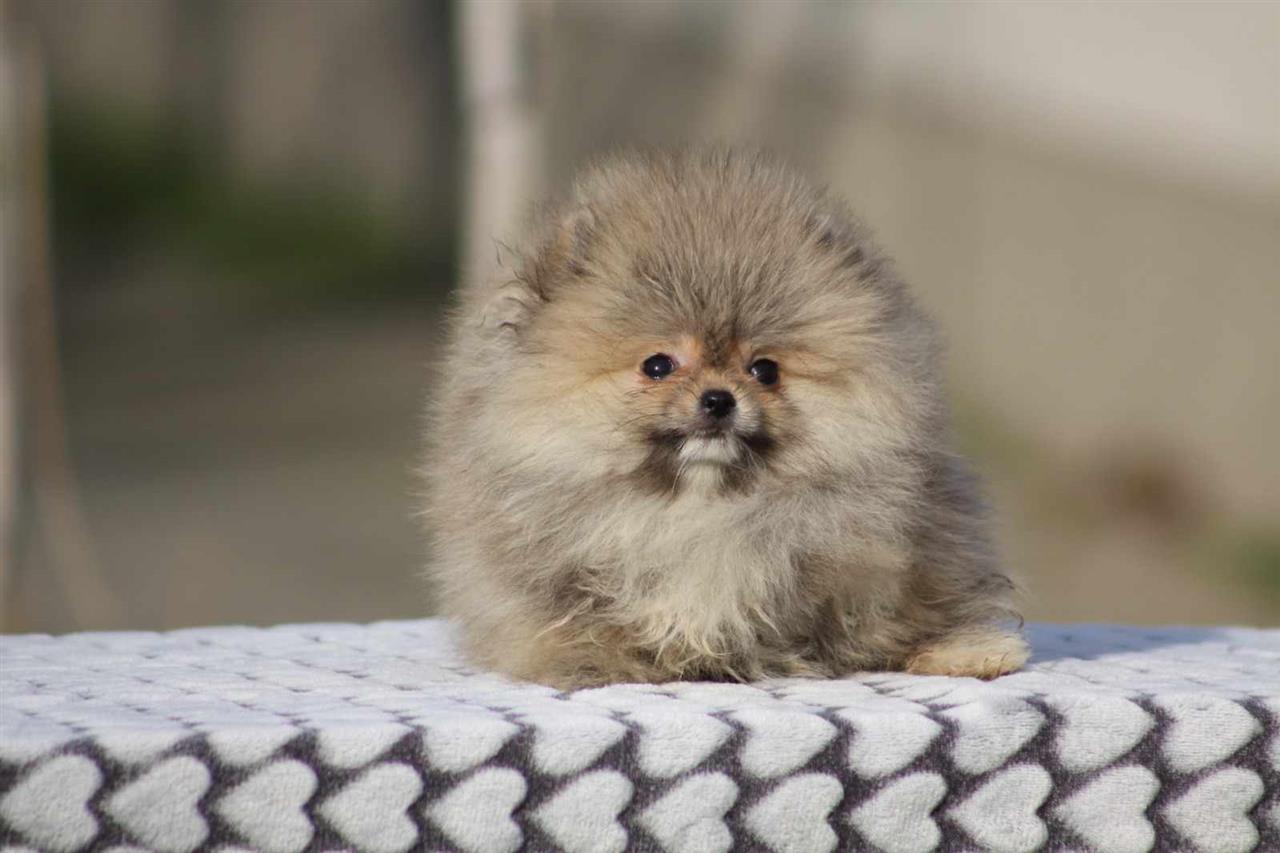 Prelepi-štenci-pomeranca-Boo-