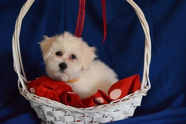 Coton-de-Tulear-Tulearski-pas