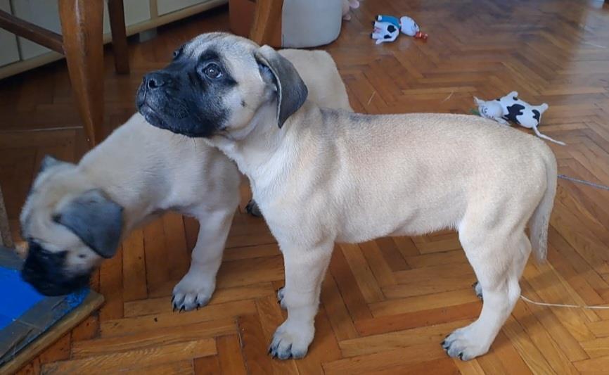 Bullmastiff-stenad