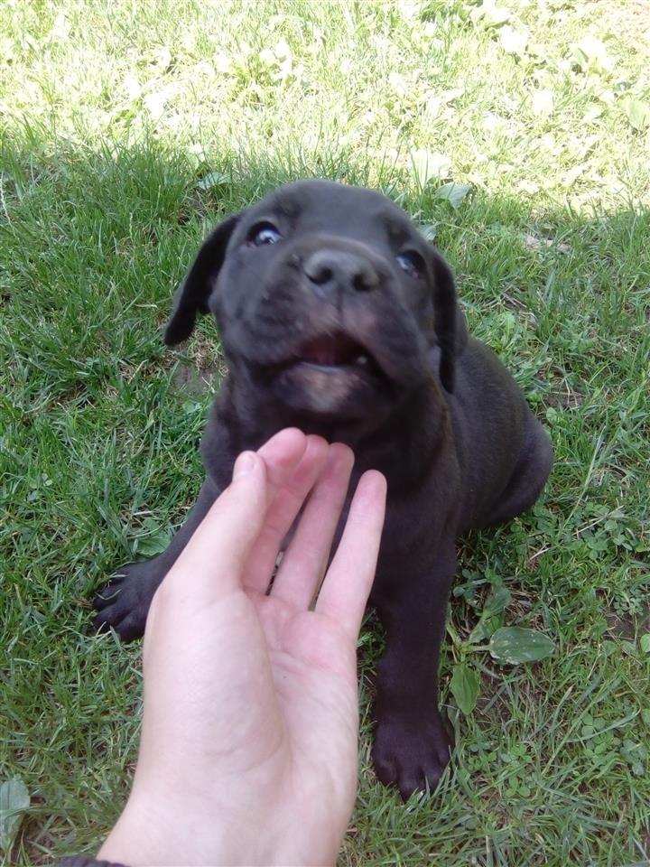 NA-PRODAJU-STENCI-CANE-CORSO
