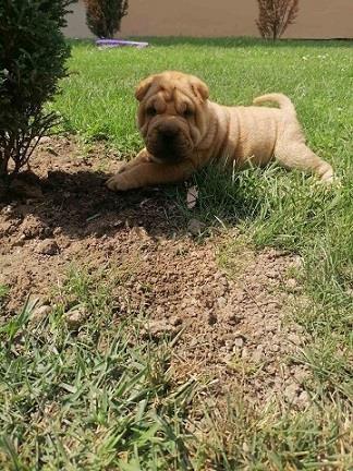 Shar-pei---šar-pej-štenci