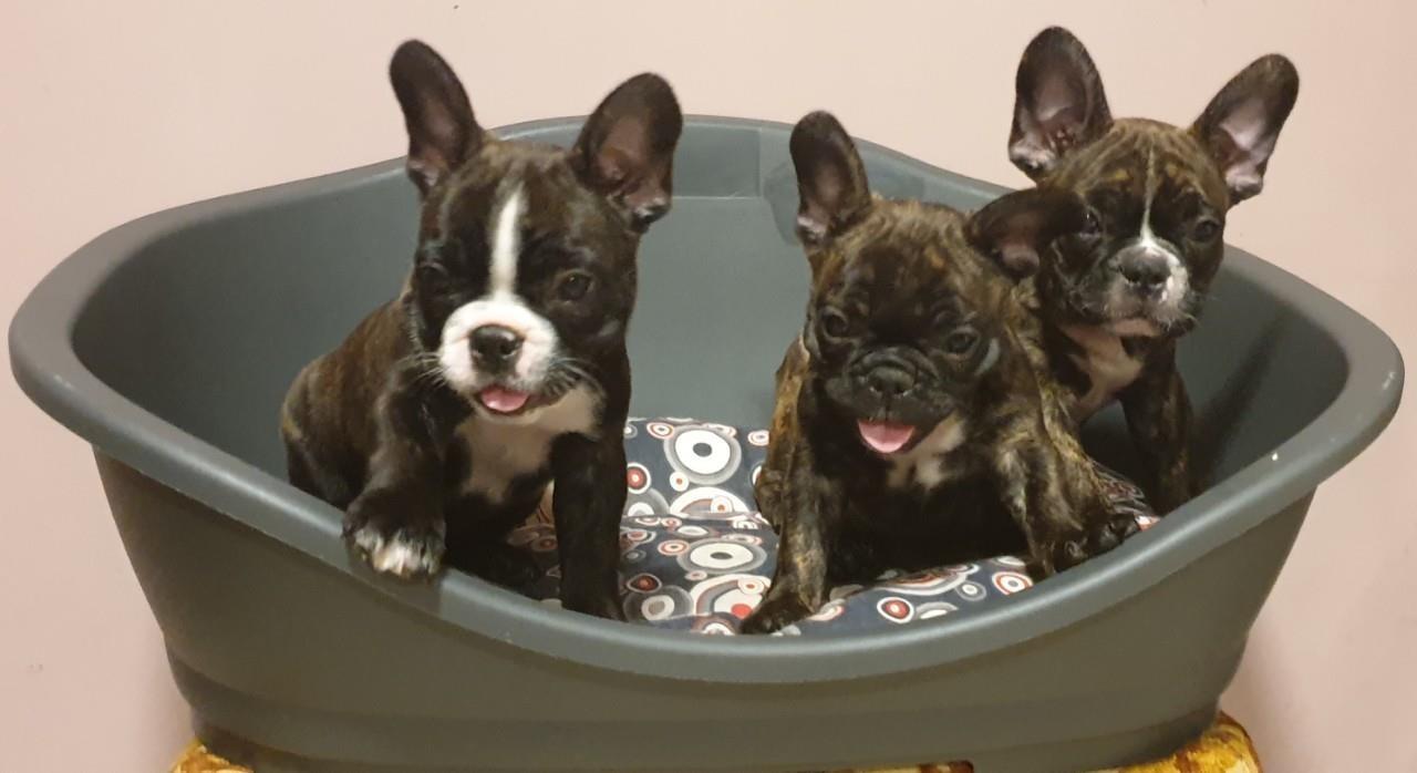 Francuski-buldog-štenci