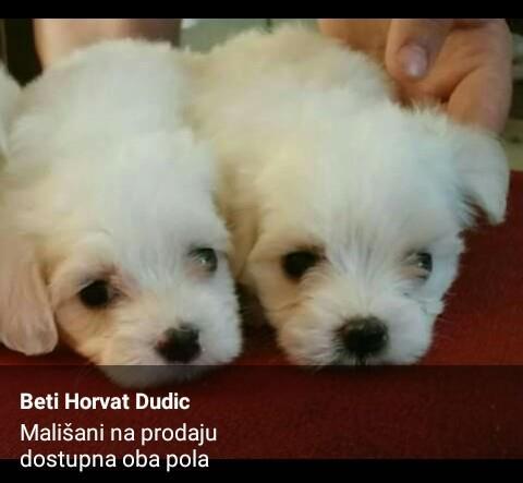 Štenci Maltezera