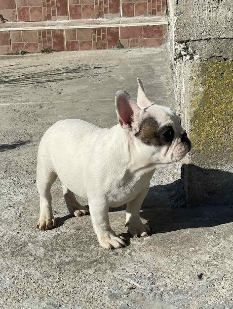 Francuski-buldog