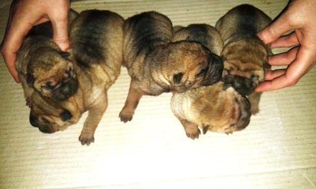 Sar-Pej--Shar-Pei--stenad