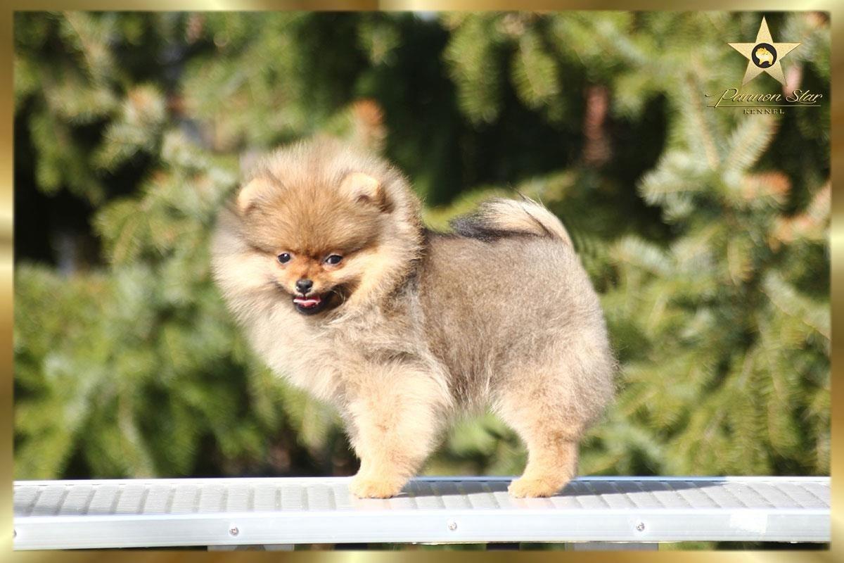 Pomeranski-spic