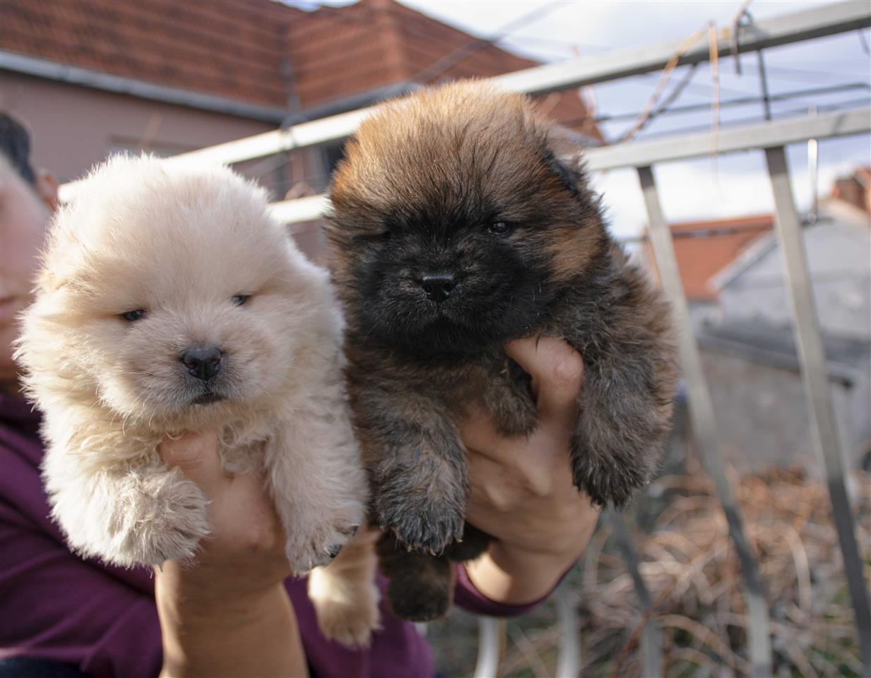Chow-Chow
