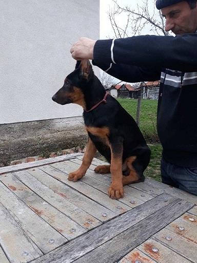 Doberman-stenad